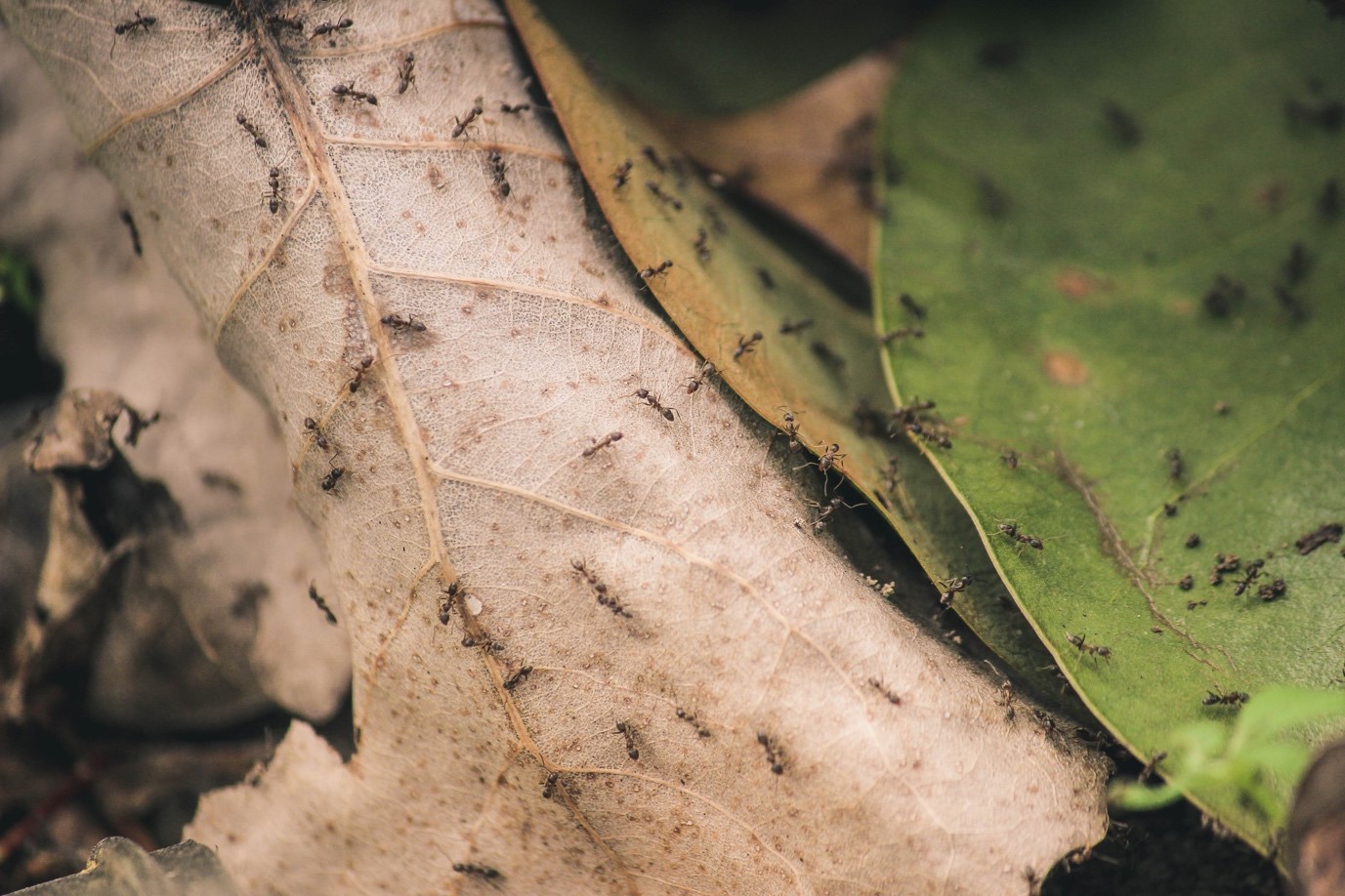 Getting Rid of Ants from your Scarborough Home 